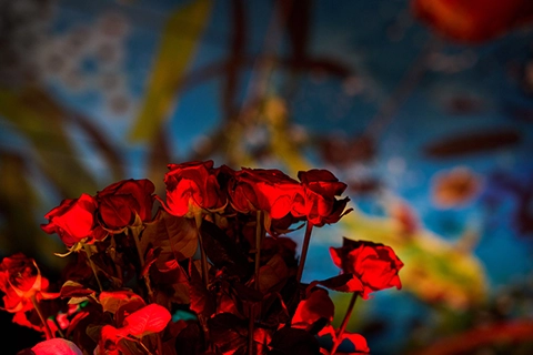 verlobung rote rosen